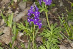 Dwarf Larkspur, Delphinium tricorne