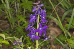 Dwarf Larkspur, Delphinium tricorne