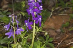 Dwarf Larkspur, Delphinium tricorne