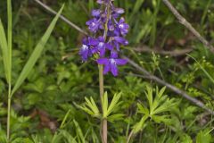 Dwarf Larkspur, Delphinium tricorne