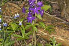 Dwarf Larkspur, Delphinium tricorne