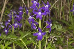 Dwarf Larkspur, Delphinium tricorne