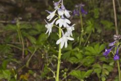 Dwarf Larkspur, Delphinium tricorne