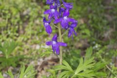 Dwarf Larkspur, Delphinium tricorne