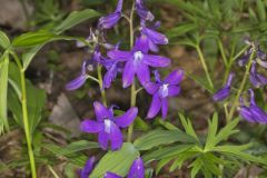 Dwarf Larkspur, Delphinium tricorne