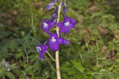 Dwarf Larkspur, Delphinium tricorne