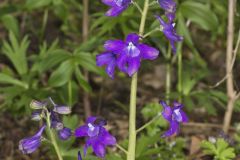 Dwarf Larkspur, Delphinium tricorne