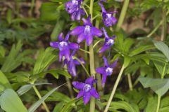 Dwarf Larkspur, Delphinium tricorne