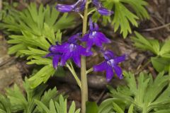 Dwarf Larkspur, Delphinium tricorne