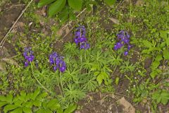 Dwarf Larkspur, Delphinium tricorne