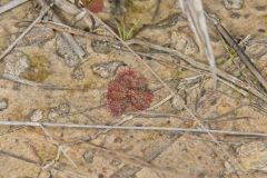 Dwarf Sundew, Drosera brevifolia