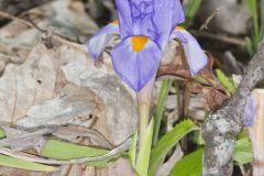 Dwarf Violet Iris, Iris Verna
