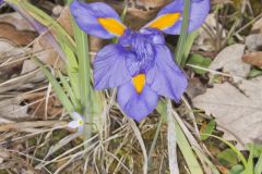 Dwarf Violet Iris, Iris Verna