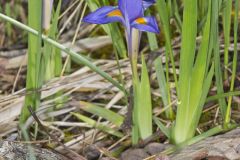 Dwarf Violet Iris, Iris Verna