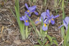 Dwarf Violet Iris, Iris Verna