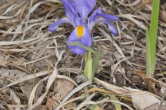 Dwarf Violet Iris, Iris Verna