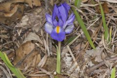 Dwarf Violet Iris, Iris Verna