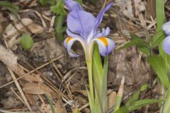 Dwarf Violet Iris, Iris Verna