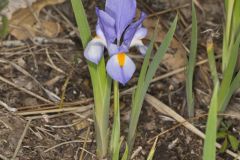 Dwarf Violet Iris, Iris Verna