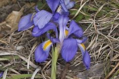 Dwarf Violet Iris, Iris Verna