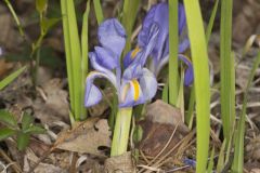 Dwarf Violet Iris, Iris Verna