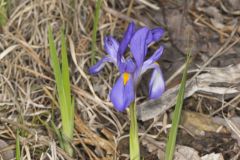 Dwarf Violet Iris, Iris Verna