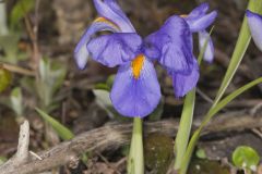 Dwarf Violet Iris, Iris Verna