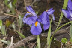 Dwarf Violet Iris, Iris Verna