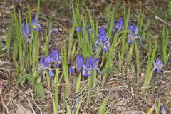 Dwarf Violet Iris, Iris Verna