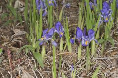 Dwarf Violet Iris, Iris Verna