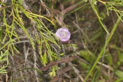 Earleaf False Foxglove, Agalinis auriculata