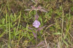 Earleaf False Foxglove, Agalinis auriculata