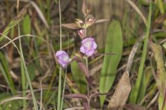 Earleaf False Foxglove, Agalinis auriculata