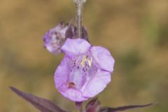 Earleaf False Foxglove, Agalinis auriculata