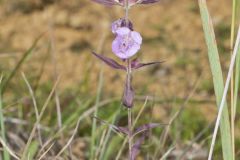 Earleaf False Foxglove, Agalinis auriculata