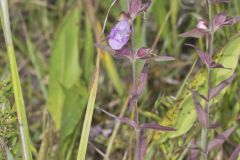 Earleaf False Foxglove, Agalinis auriculata