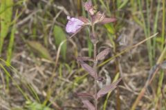 Earleaf False Foxglove, Agalinis auriculata