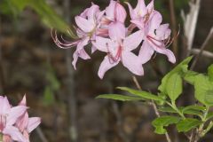 Early Azalea, Rhododendron prinophyllum