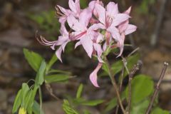 Early Azalea, Rhododendron prinophyllum