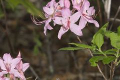Early Azalea, Rhododendron prinophyllum