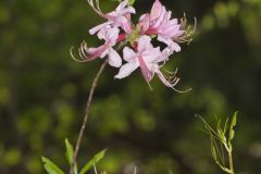 Early Azalea, Rhododendron prinophyllum