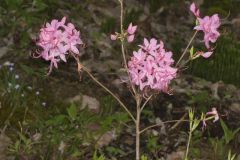 Early Azalea, Rhododendron prinophyllum