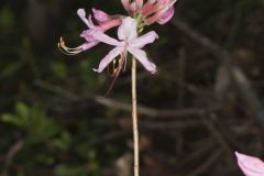 Early Azalea, Rhododendron prinophyllum