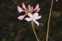 Early Azalea, Rhododendron prinophyllum