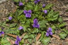 Early Blue Violet, Viola palmata