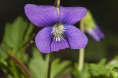 Early Blue Violet, Viola palmata