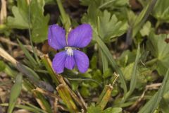 Early Blue Violet, Viola palmata