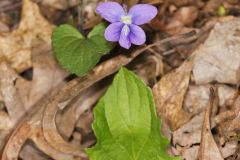 Early Blue Violet, Viola palmata