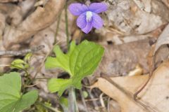 Early Blue Violet, Viola palmata