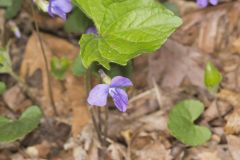 Early Blue Violet, Viola palmata